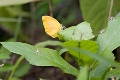 PIERIDAE, Eurema salone limoneus